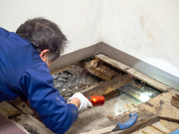 Best Water Damage Restoration  in Mount Carmel, OH