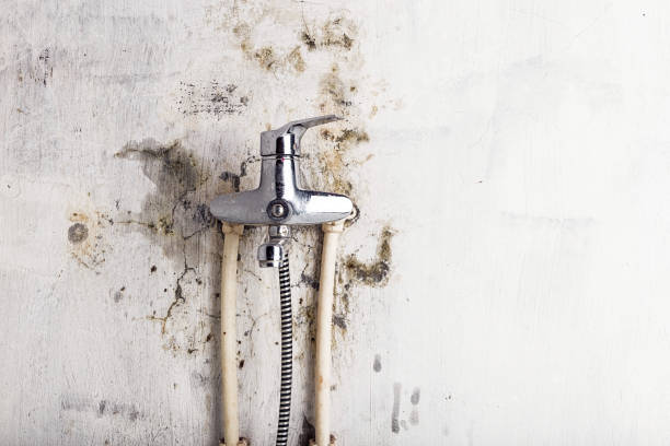 Best Same-Day Mold Removal  in Mount Carmel, OH