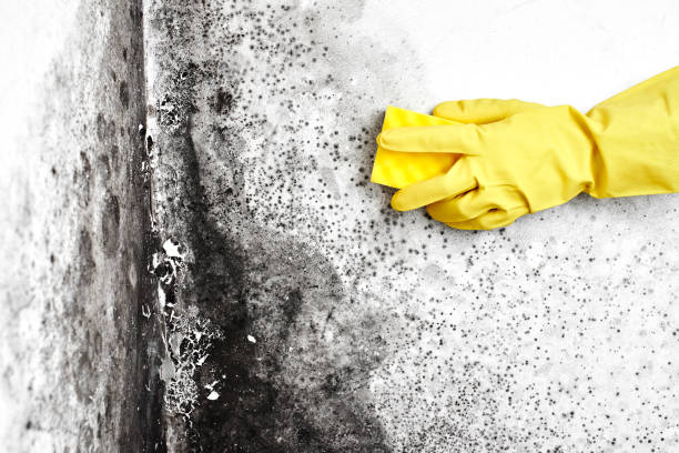 Best Attic Mold Removal  in Mount Carmel, OH