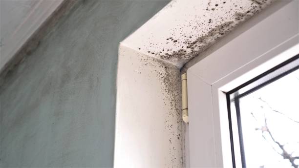 Mold Removal and Inspection in Mount Carmel, OH