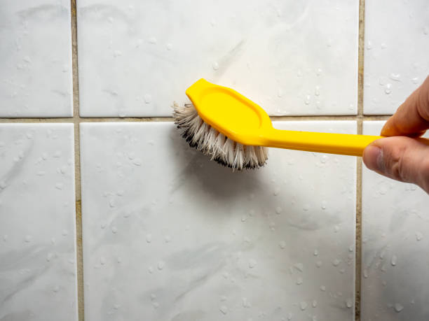 Best Fast Mold Removal  in Mount Carmel, OH