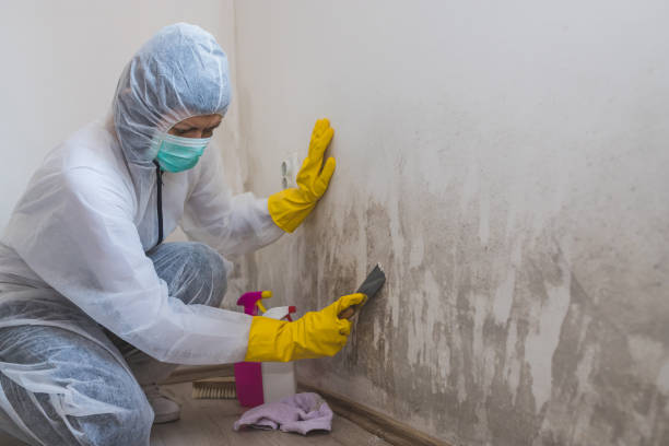 Best Mold Testing  in Mount Carmel, OH