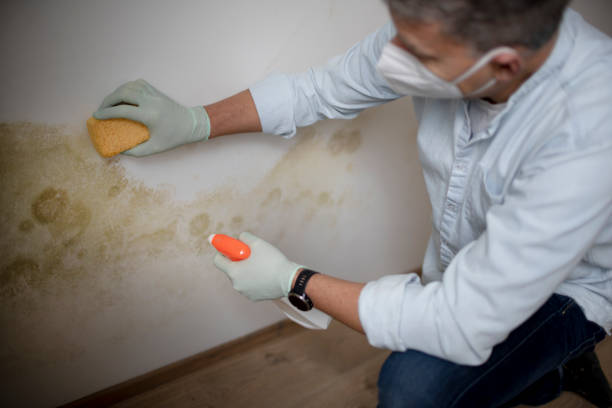 Best Black Mold Removal  in Mount Carmel, OH