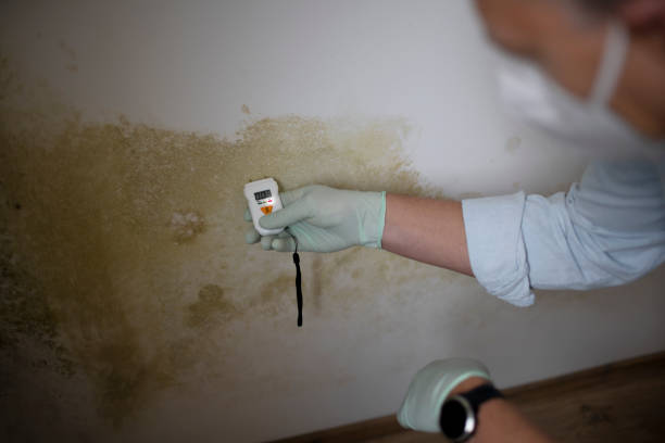 Best Mold Removal Near Me  in Mount Carmel, OH