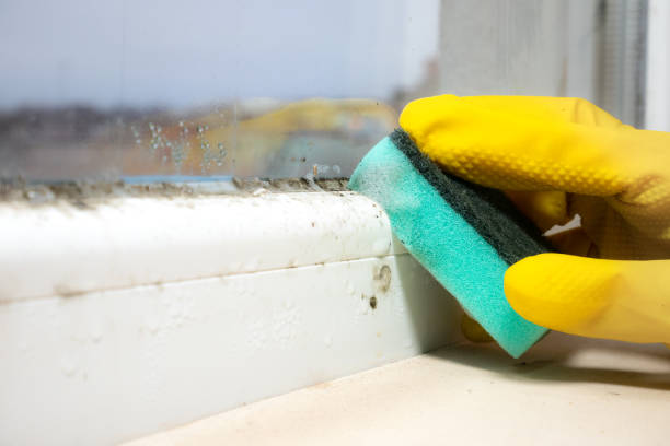 Best Commercial Mold Removal  in Mount Carmel, OH