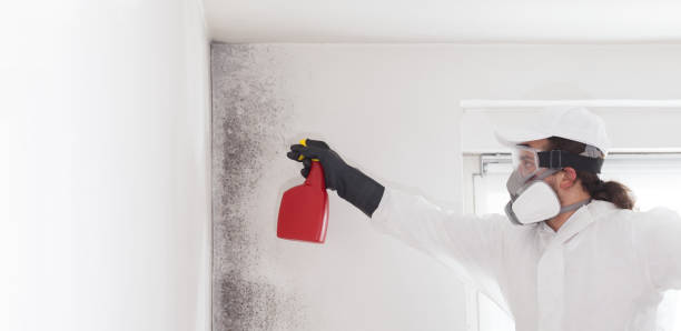 Best Home Mold Removal  in Mount Carmel, OH