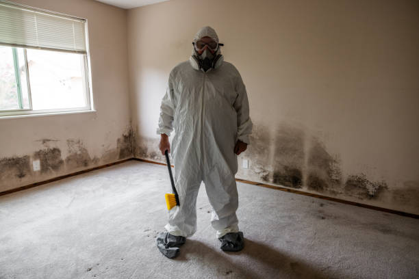 Professional Mold Removal in Mount Carmel, OH