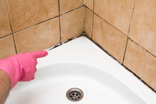 Best Local Mold Removal Service  in Mount Carmel, OH